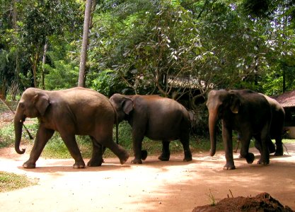 More Pinnawela Pics, Sri Lanka 02/06 photo