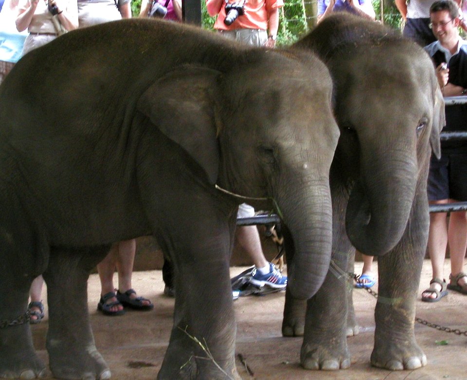 More Pinnawela Pics, Sri Lanka 01/06