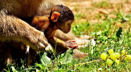 Curious barbary ape endangered species photo