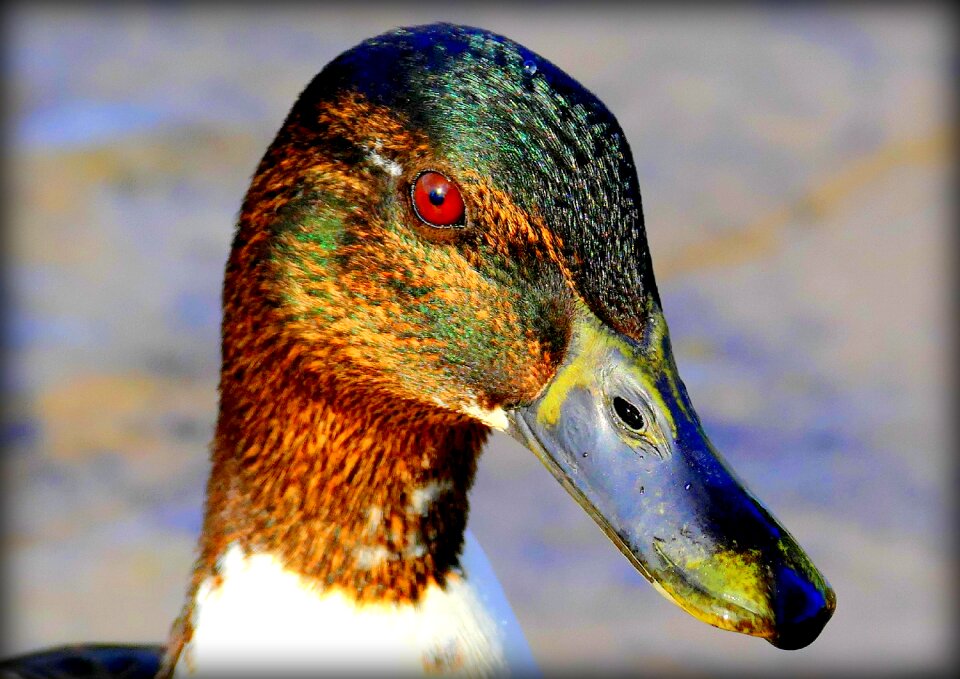 Water bird animal portrait head