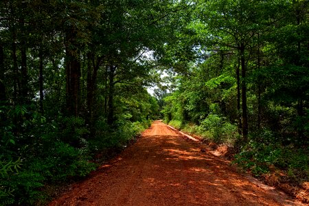 Landscape forest trees photo