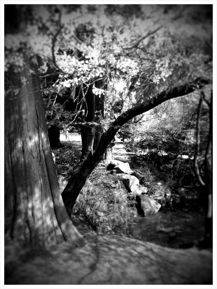 B&W Spring