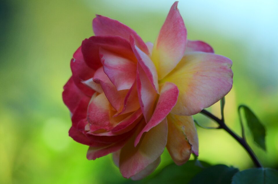Nature flowers flower