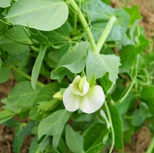 Flower foliage white flower