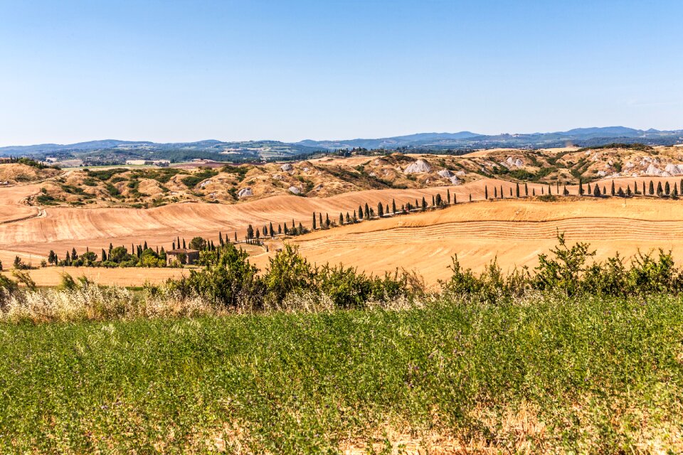 Tuscany summer cypress