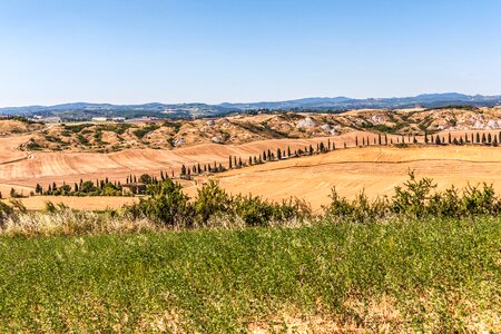 Tuscany summer cypress photo