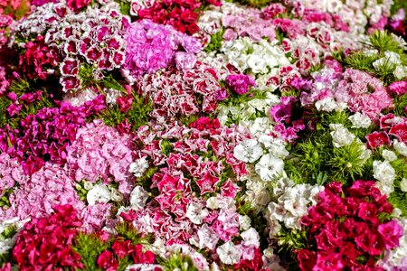 Colorful color dianthus