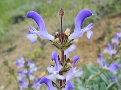 Wild chichewa herbaceous beautiful