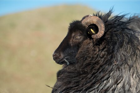 Black helgoland oberland