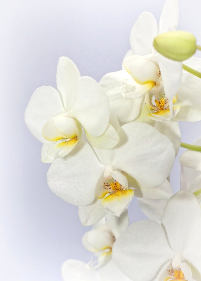 Flower tropical butterfly orchid