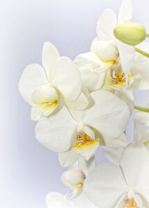 Flower tropical butterfly orchid photo