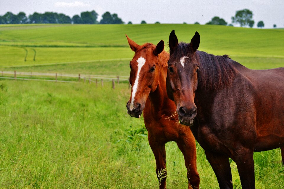 Stallion eat paddock