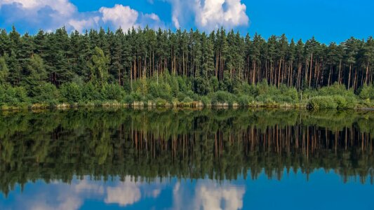 Forest nature lake view photo