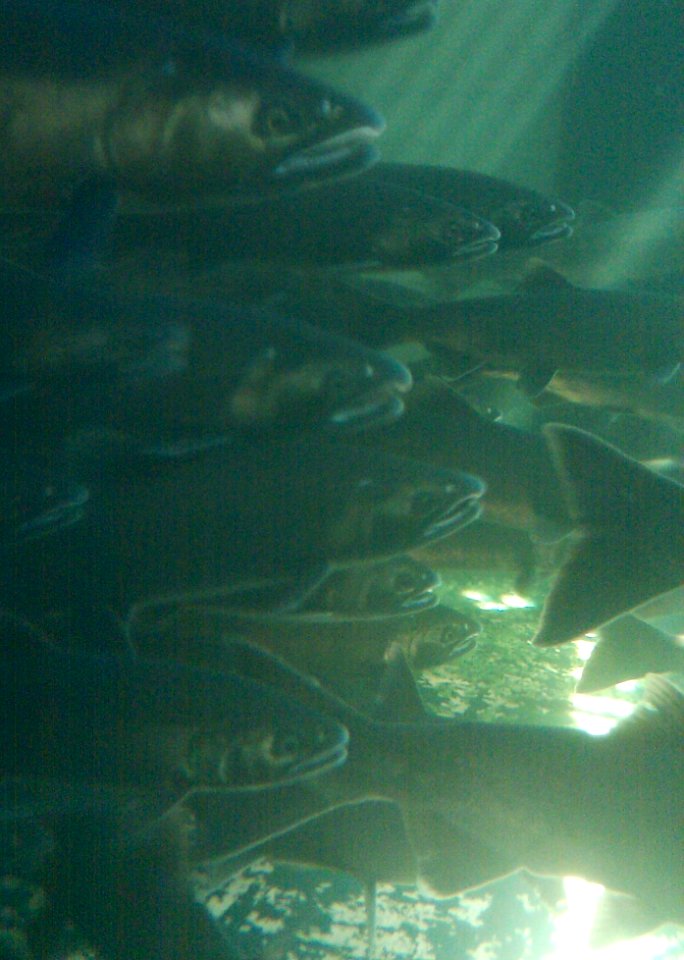 Salmon Hatchery