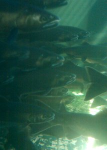 Salmon Hatchery