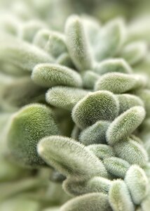 Plant green leaves