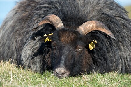 Black helgoland oberland