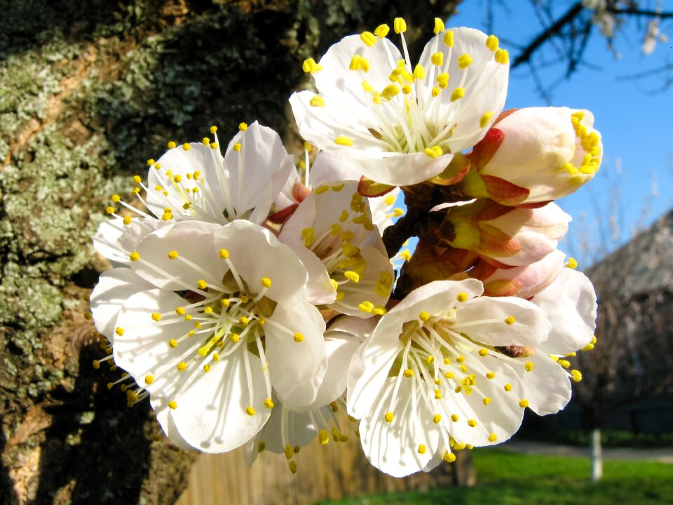 Spring flowers flower