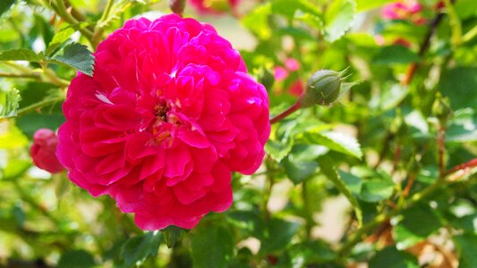 Macro pink rose garden