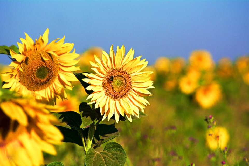 Yellow summer flower insect