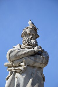 Seagull bird venice photo