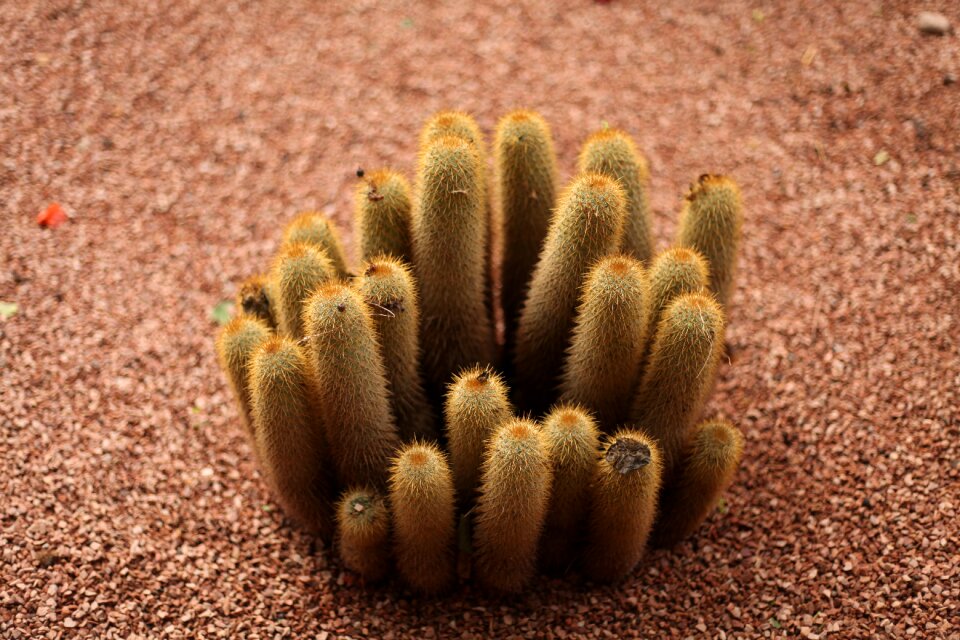 Plant green prickly