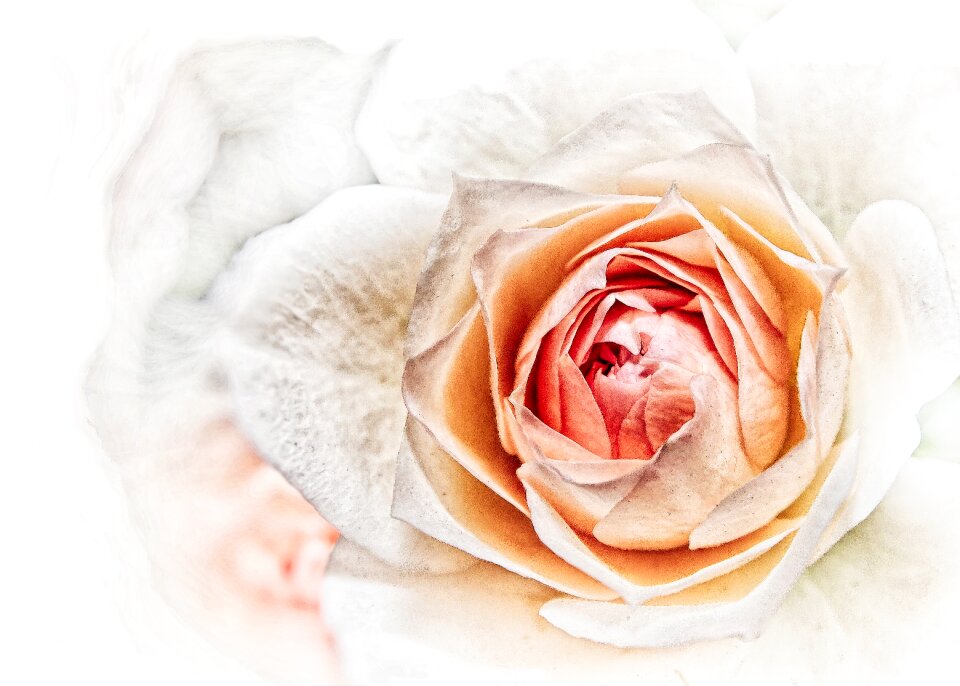 Blossom bloom flower