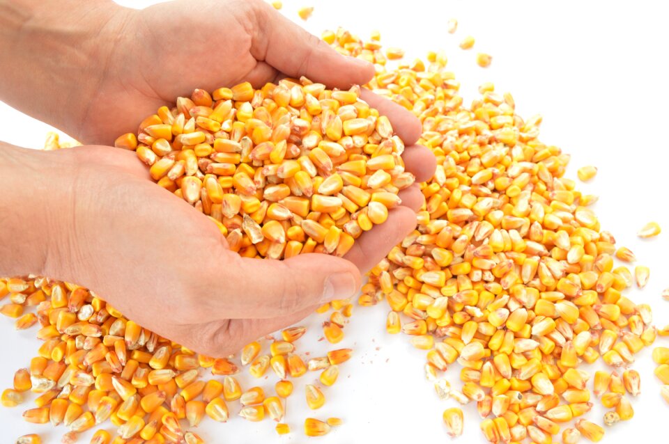Corn cereals harvest