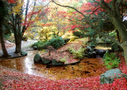 Autumn Red