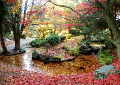 Autumn Red photo