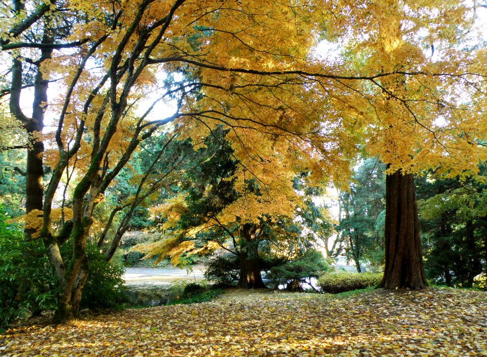Autumn Yellow