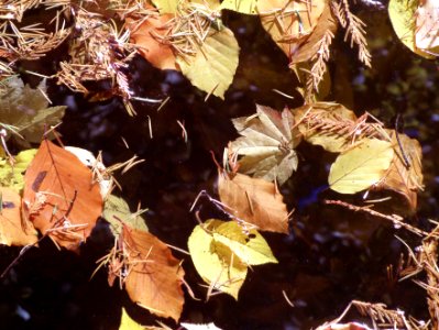 Autumn Stream