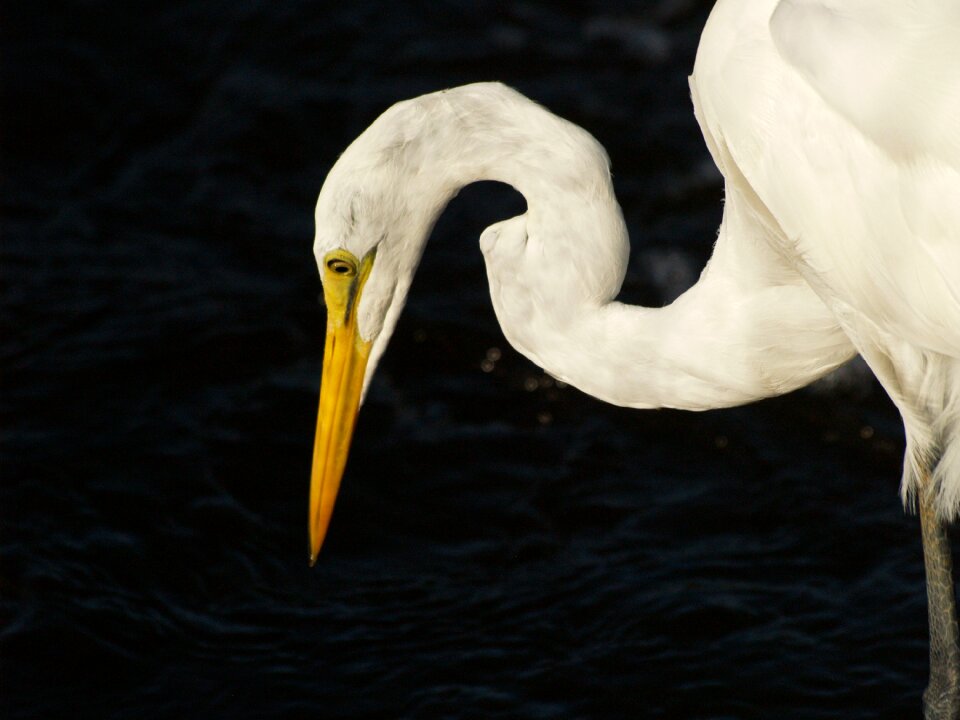 Wildlife wild heron