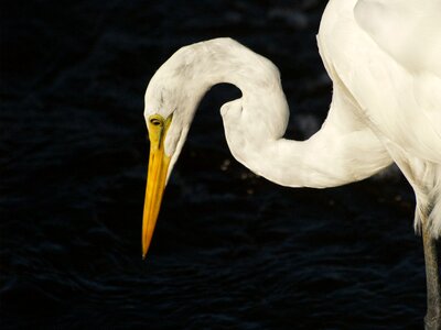 Wildlife wild heron photo