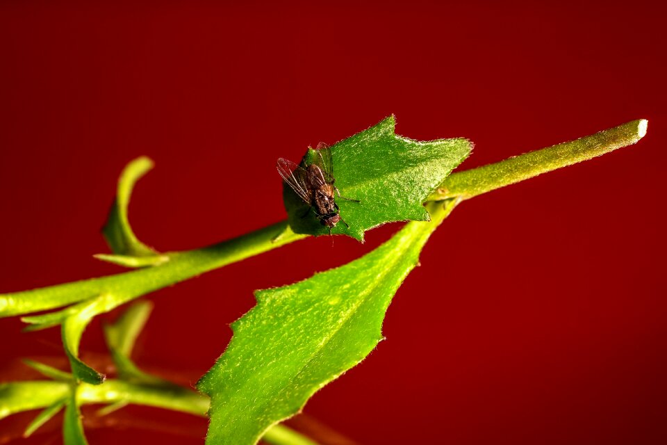 Leaf green red