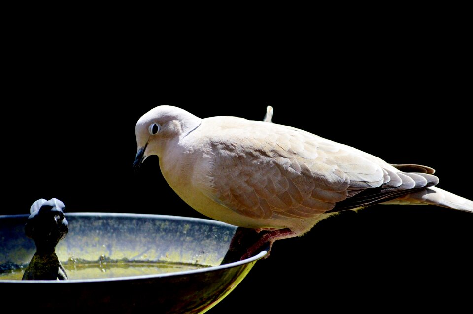 Animal plumage wing photo