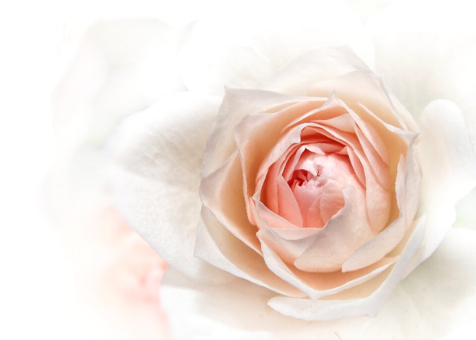 Blossom bloom flower