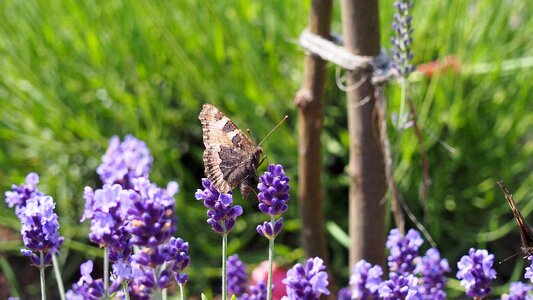 Purple flower flower nature photo