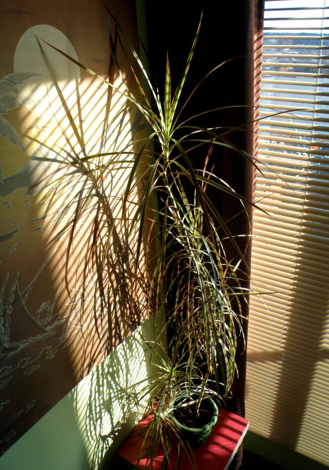 Happy Plant
