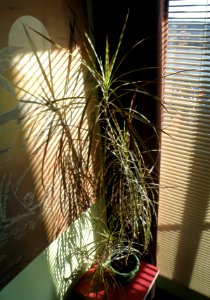 Happy Plant