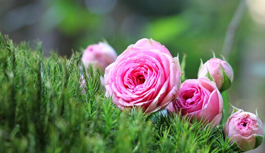 Moss flowers nature