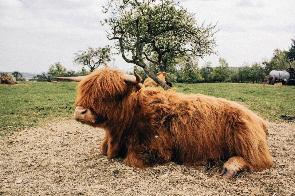 Animal beef agriculture photo