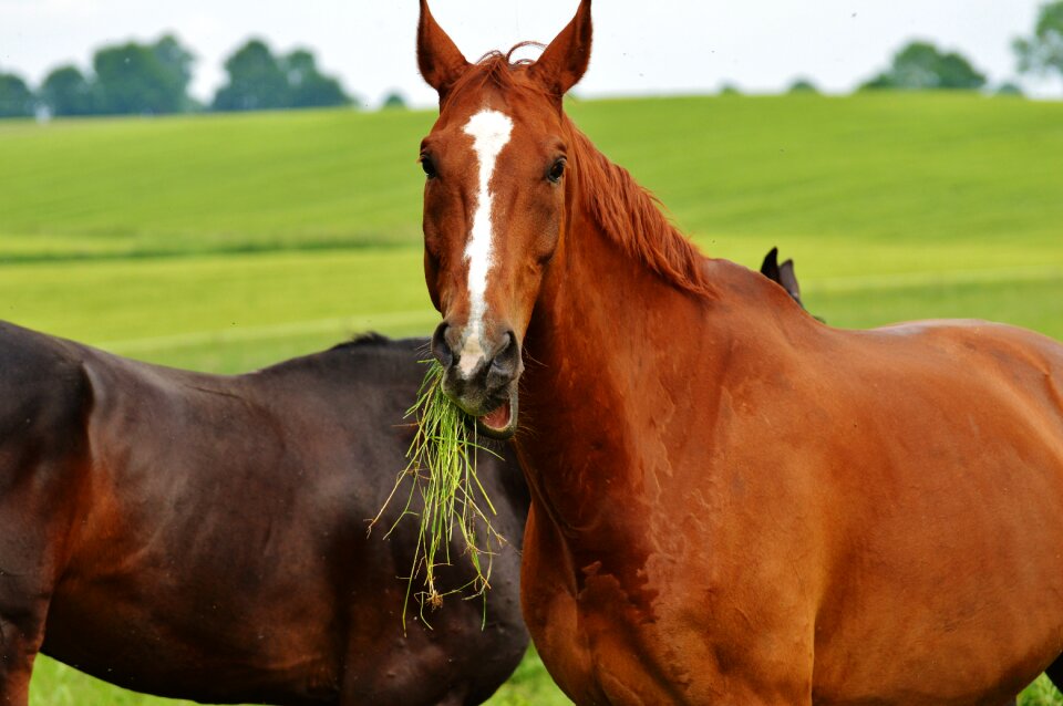 Stallion eat paddock
