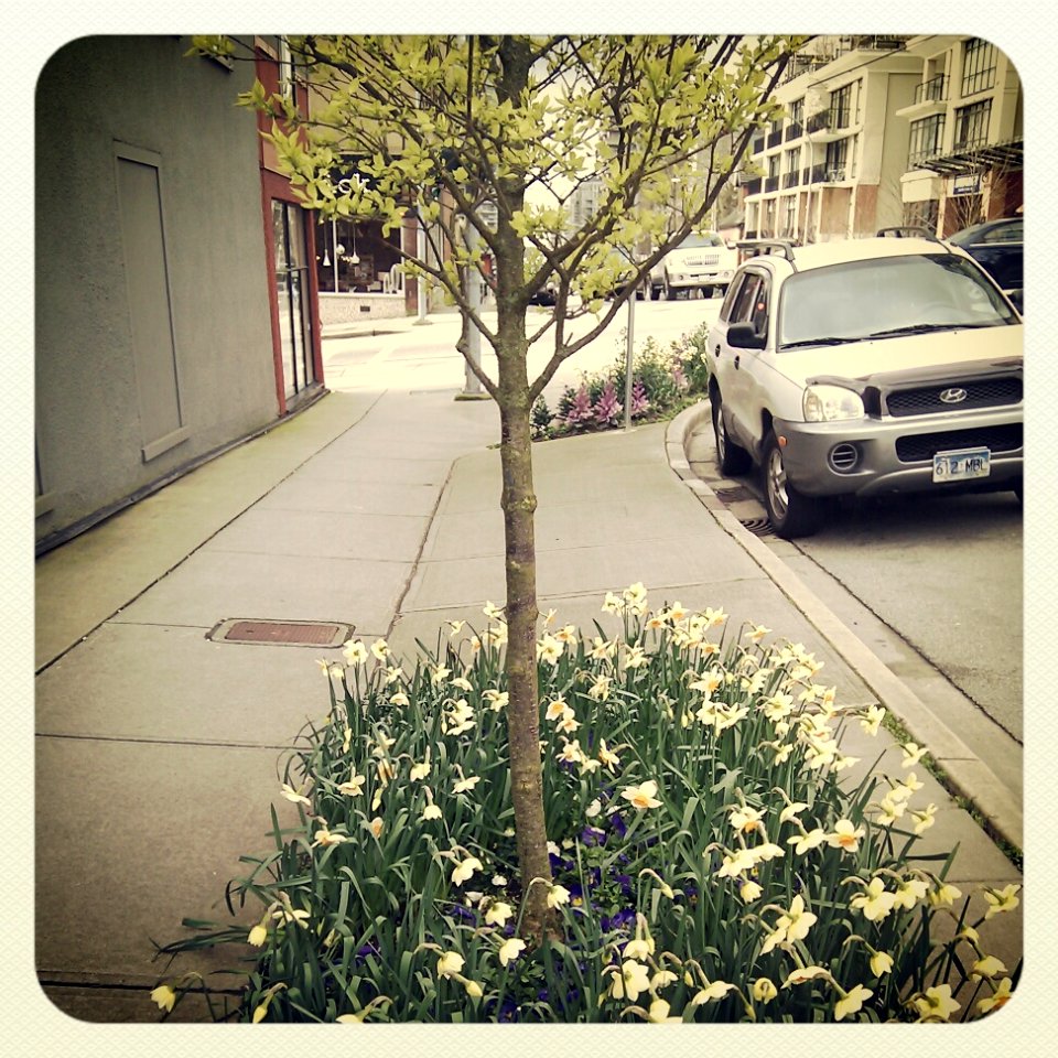 Carnarvon Street - Spring