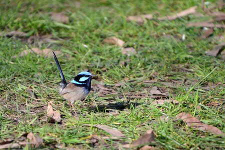 Bird wildlife australia