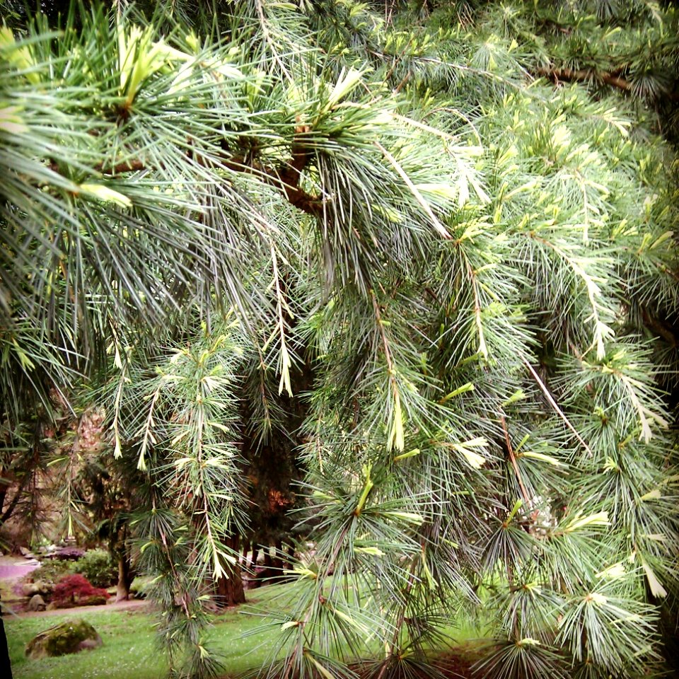 Walking Uptown - Green Needles