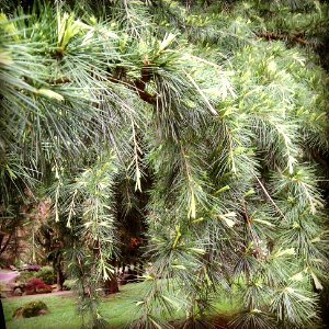 Walking Uptown - Green Needles