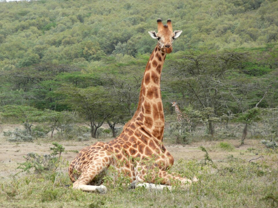 Animal africa wild