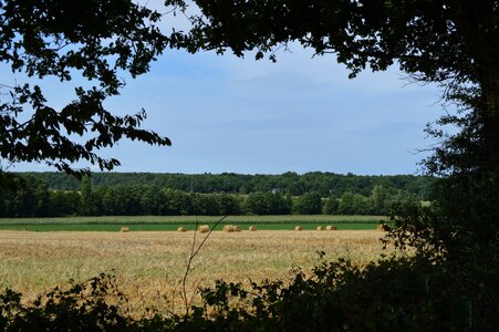 Fields corn field