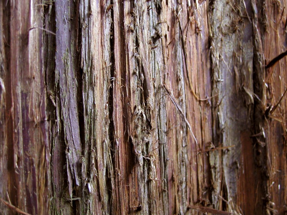 Cedar Bark